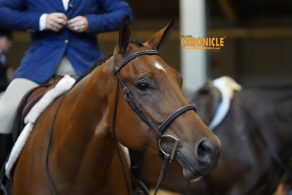 UC Davis Veterinary Genetics Laboratory Researchers Explore Genetic Diversity in the American Quarter Horse