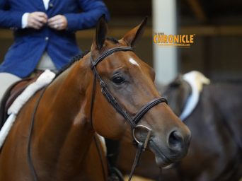 UC Davis Veterinary Genetics Laboratory Researchers Explore Genetic Diversity in the American Quarter Horse
