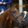 UC Davis Veterinary Genetics Laboratory Researchers Explore Genetic Diversity in the American Quarter Horse
