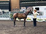 More Around the Rings with the G-Man: The Breeders Halter Futurity 2026