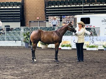 More Around the Rings with the G-Man: The Breeders Halter Futurity 2026