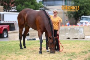EC Photo of the Day: Taking Care of a Horse