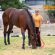 EC Photo of the Day: Taking Care of a Horse