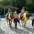 EC Blog: The Whole Horse, For Every Heart