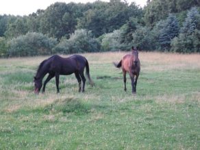 Story of a Senior Horse: Lessons for Lucky