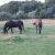 Story of a Senior Horse: Lessons for Lucky