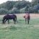 Story of a Senior Horse: Lessons for Lucky