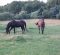 Story of a Senior Horse: Lessons for Lucky