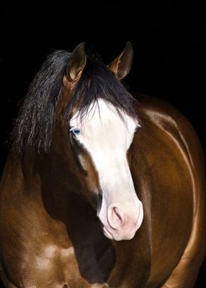 Spooks Gotta Whiz Becomes NRHA’s Newest $15 Million Sire