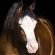Spooks Gotta Whiz Becomes NRHA’s Newest $15 Million Sire