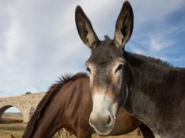 Mule Helps Scientists Build The Clearest Horse and Donkey Genomes Yet