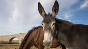 Mule Helps Scientists Build The Clearest Horse and Donkey Genomes Yet