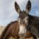 Mule Helps Scientists Build The Clearest Horse and Donkey Genomes Yet