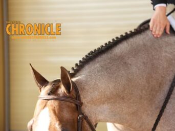 EC Photo of the Day: The Mighty Horse