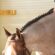 EC Photo of the Day: The Mighty Horse