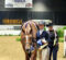 Sunday Working Hunter Highlights at 2026 All American QH Congress