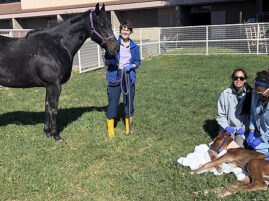 Premature Foal Spends Month in UC Davis NICU