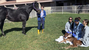 Premature Foal Spends Month in UC Davis NICU