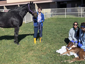 Premature Foal Spends Month in UC Davis NICU