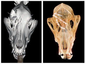 Dog’s Fractured Skull Repaired after Being Kicked by Horse