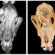 Dog’s Fractured Skull Repaired after Being Kicked by Horse