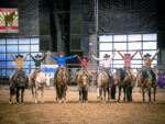 AZ Fall Championship Awards Record Money in Cow Horse and Ranch Events
