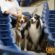 EC Photo of the Day: Horse Show Dogs