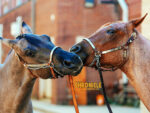 Around the Rings: 2026 All American Quarter Horse Congress