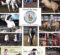 Around The Rings – The IBHA World Championship
