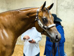 Around the Rings with the G-Man: 2026 APHA WCHA Halter Million