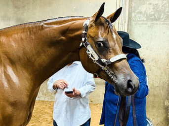 Around the Rings with the G-Man: 2026 APHA WCHA Halter Million