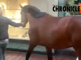 Caught on Camera: Horse Unexpectedly Enters Five-Star Hotel Restaurant in Belgium