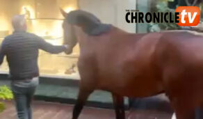 Caught on Camera: Horse Unexpectedly Enters Five-Star Hotel Restaurant in Belgium