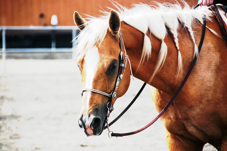 Behind the Scenes Photos From 2013 June RHANW AQHA/NRHA Show