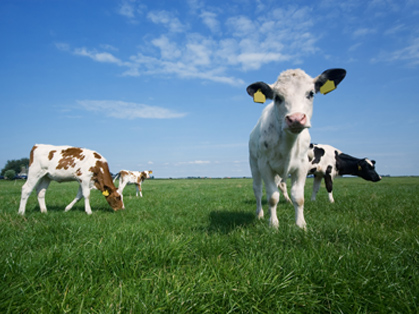 Controlling Parasites Through Pasture Management