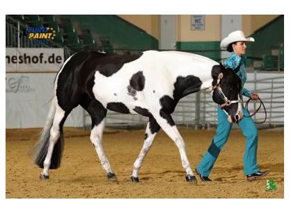 Europe’s Most Successful Paint Show Horse Dies at Age 12