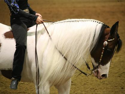 Results and Photos From Day 11 of 2013 Pinto World Show