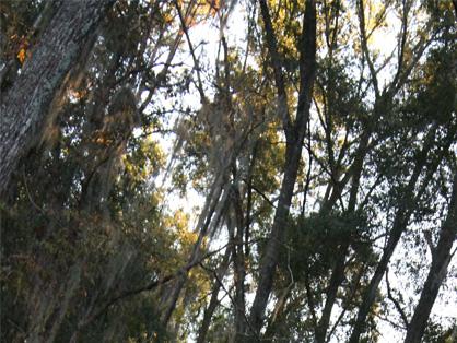 New Study Links Sycamore Tree to Atypical Myopathy in Horses