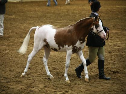 Day 10 Results and Photos from 2013 Pinto World Show