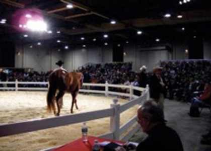 Buying and Selling Horses – Guide to Different Options