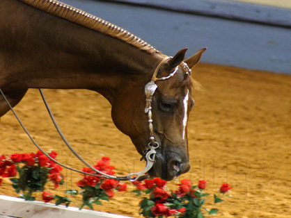Congratulations to Trail Finalists at 2013 AQHA Adequan Select World Show!