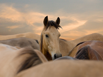 Stress and The Equine Immune System