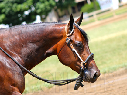 Get to Know a Few of the Horses in the 2013 Equine Chronicle Congress Masters