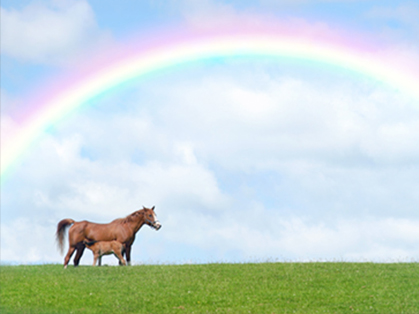 Vaccines for Broodmares in Late Gestation