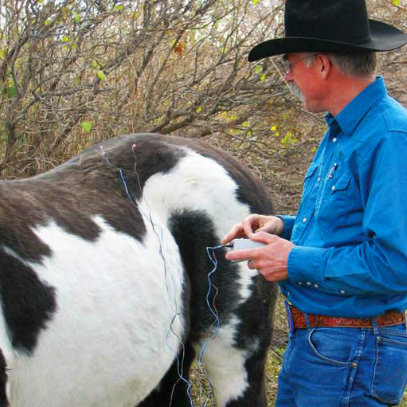 Acupuncture: A Useful Treatment for Horses