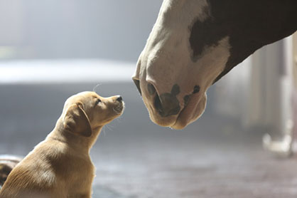 Anheuser-Busch Announces Super Bowl XLVIII Ad Lineup: Budweiser Clydesdales in the Game!