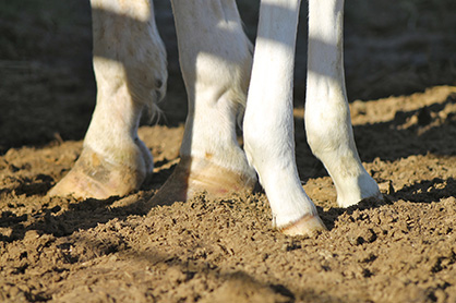 Equine Lameness: The Basics