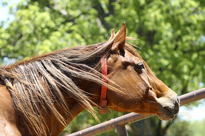 Equine Welfare is Everyone’s Responsibility