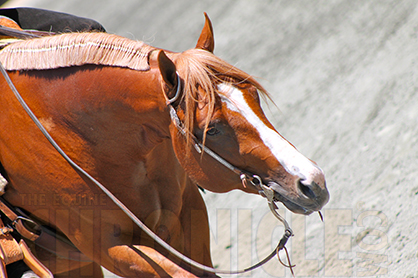 AQHA Stallion Mechanic Will Stand to the Public at Dry River Ranch Starting Feb. 1st, Will Make Debut in English Events