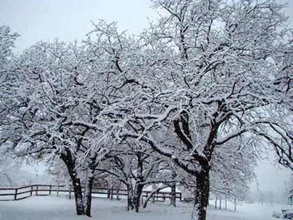 6 Cold-Weather Tips For Horse Owners